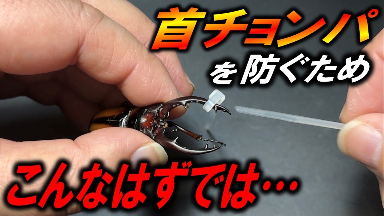 成功するのか？首チョンパ対策と産卵！ミラビリスノコギリクワガタ