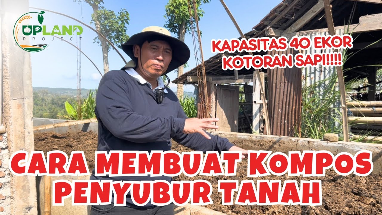 Melihat Proses Pembuatan Kompos Penyubur Tanah dari KoHe Sapi | UPLAND Project