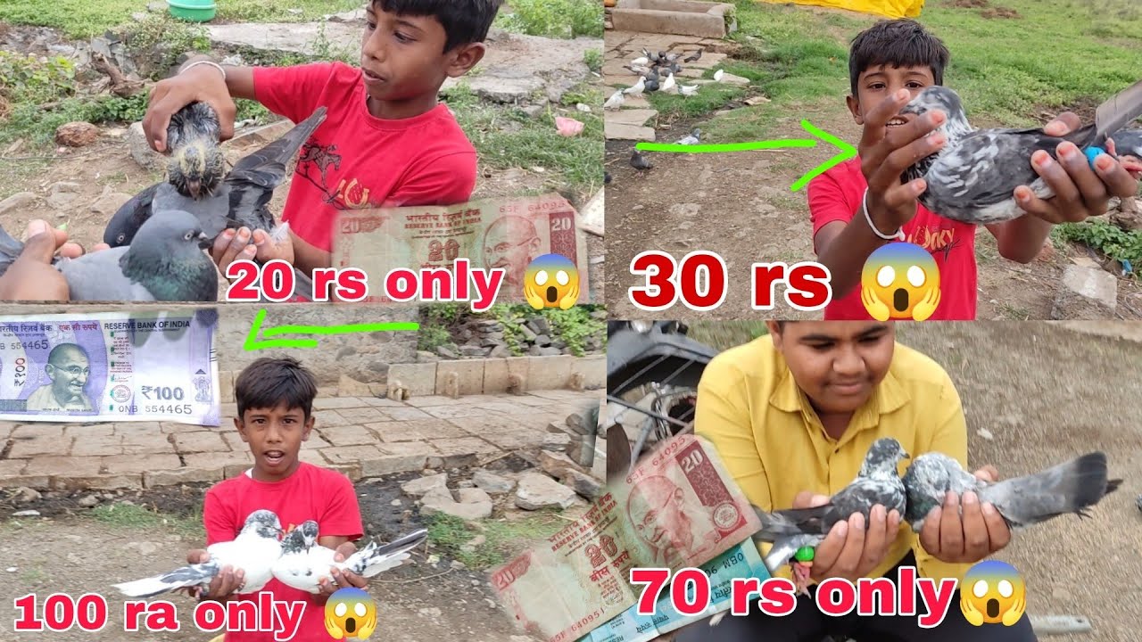khabutar sale 20 rs 😱 30 ra only || 100 rs 2 pigeon 😲 70 jodi 👌 @allnewkabootertipstricks