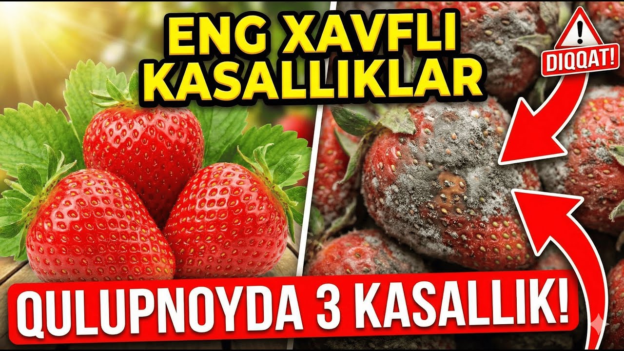 Qulupnoyda eng keng tarqalgan 3 ta kasallik #agromaslahat #qulupnay #kasallik #ildizchirishi #oidium