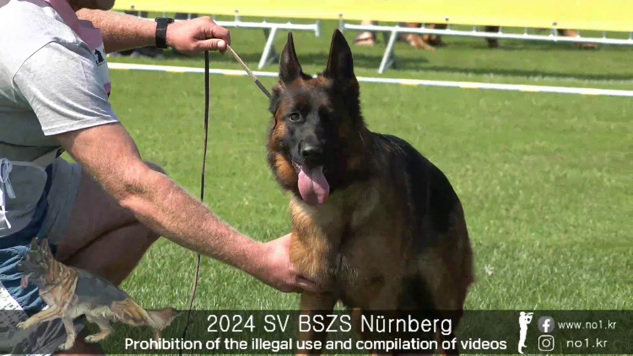 2024 SV Bundessiegerzuchtschau Nürnberg