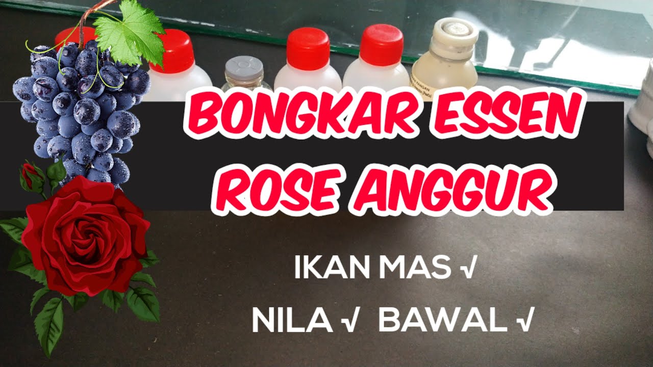 RESEP ESSEN OPLOSAN IKAN MAS || ROSE ANGGUR   || RACIKAN ESSEN IKAN INDUK