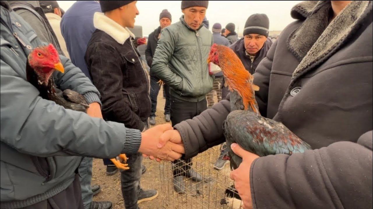 DAKAN ISHQIBOZLARI UCHUN JAMASHUY PARANDA BOZORIDA UDARLARI CHIQDI PARVOZLAR UCHUN