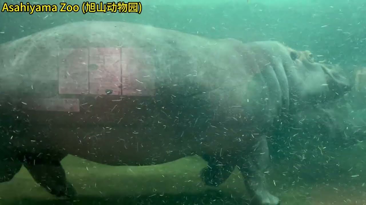 【20260124 Part3】北海道 #Asahiyama Zoo (旭山动物园)