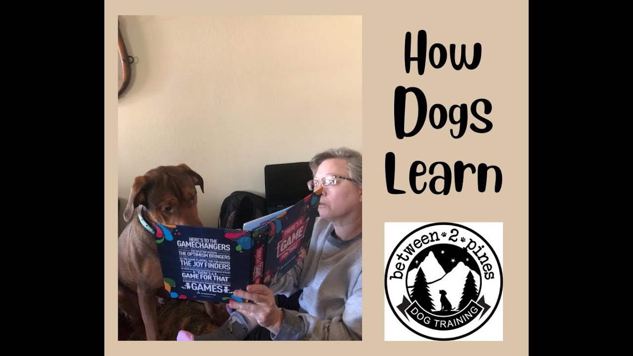 How Dogs Learn