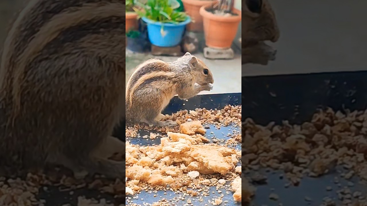 🐿️☝️#வேனுமா இல்ல வேனா வேனா#skyfire#viralvideo#shorts #shortsfeet#cutebird#viwesforlikes #2025shorts