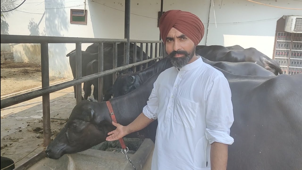 102699 Top result नस्ल सुधार पर किया काम सभी पशुधन घर के तैयार किए भाई लखबीर सिंह  9988511449