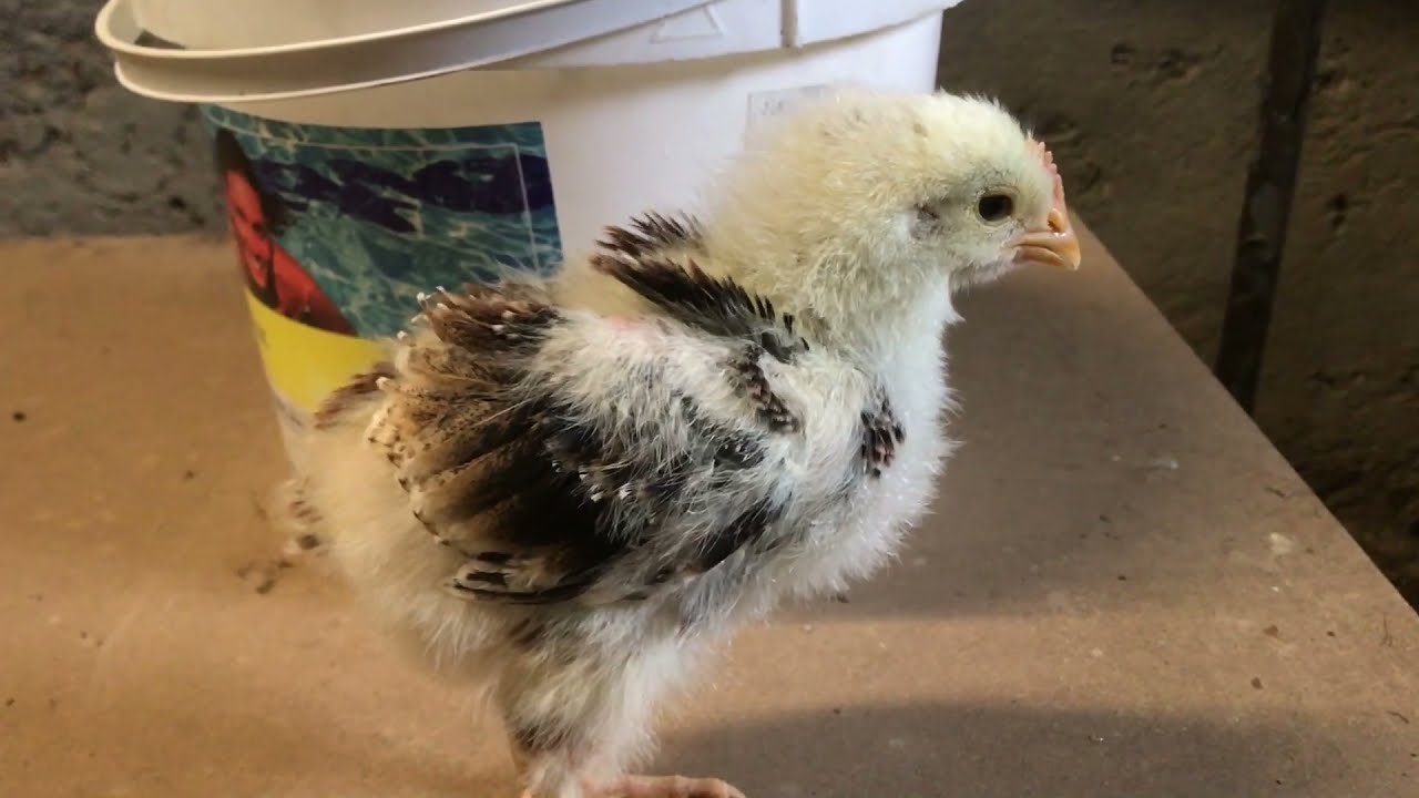 TUTO : Sexer des poussins perdrix et froment dès la naissance !