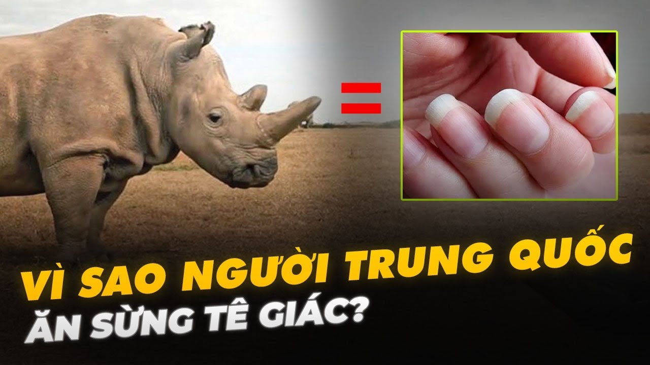 VÌ SAO NGƯỜI TRUNG QUỐC ĂN SỪNG TÊ GIÁC?