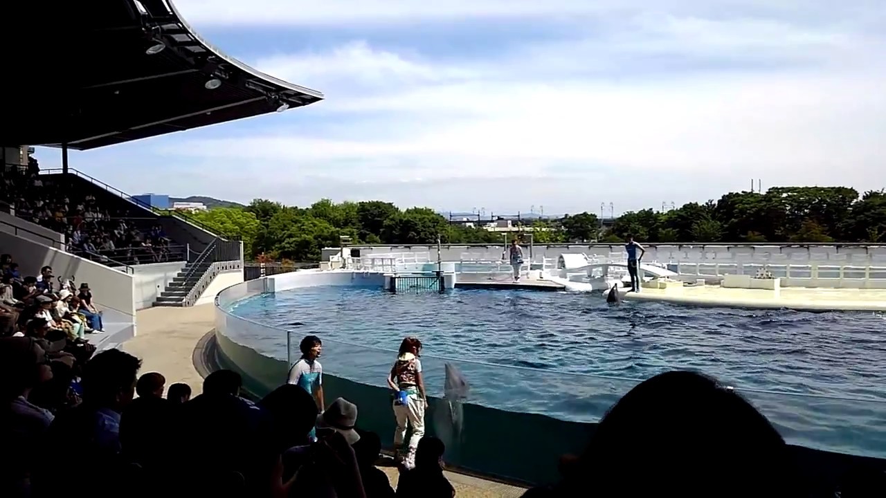 京都水族館イルカLIVEきいて音