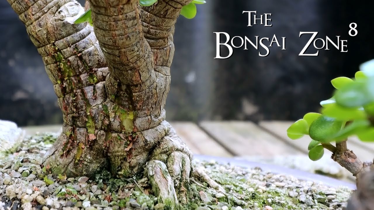Pruning and Scarring My Portulacaria afra Forest, The Bonsai Zone, Sept 2021