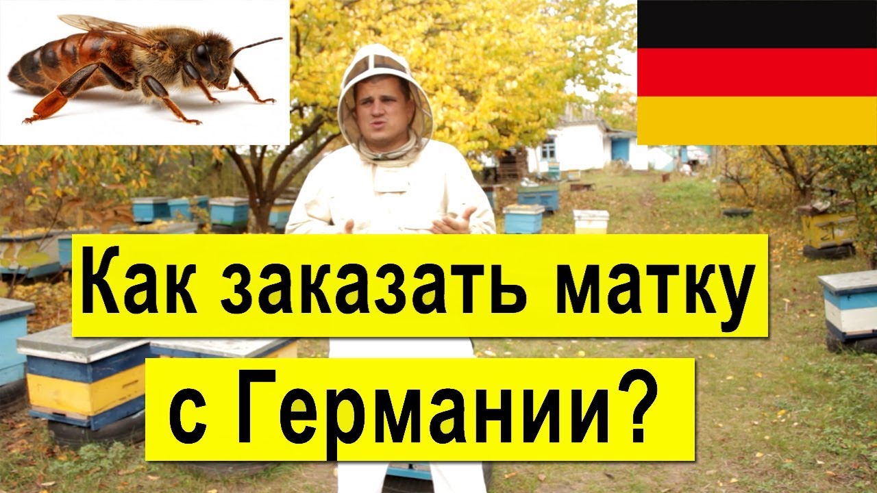 Как заказать матку с Германии? Карника, Бакфаст, Итальянка, осмотр племенных пчелосемьей на пасеке