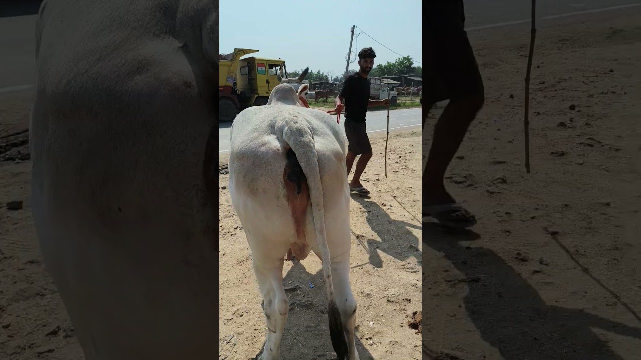 Cow for sale in chausa pashu mela in available 7004456481