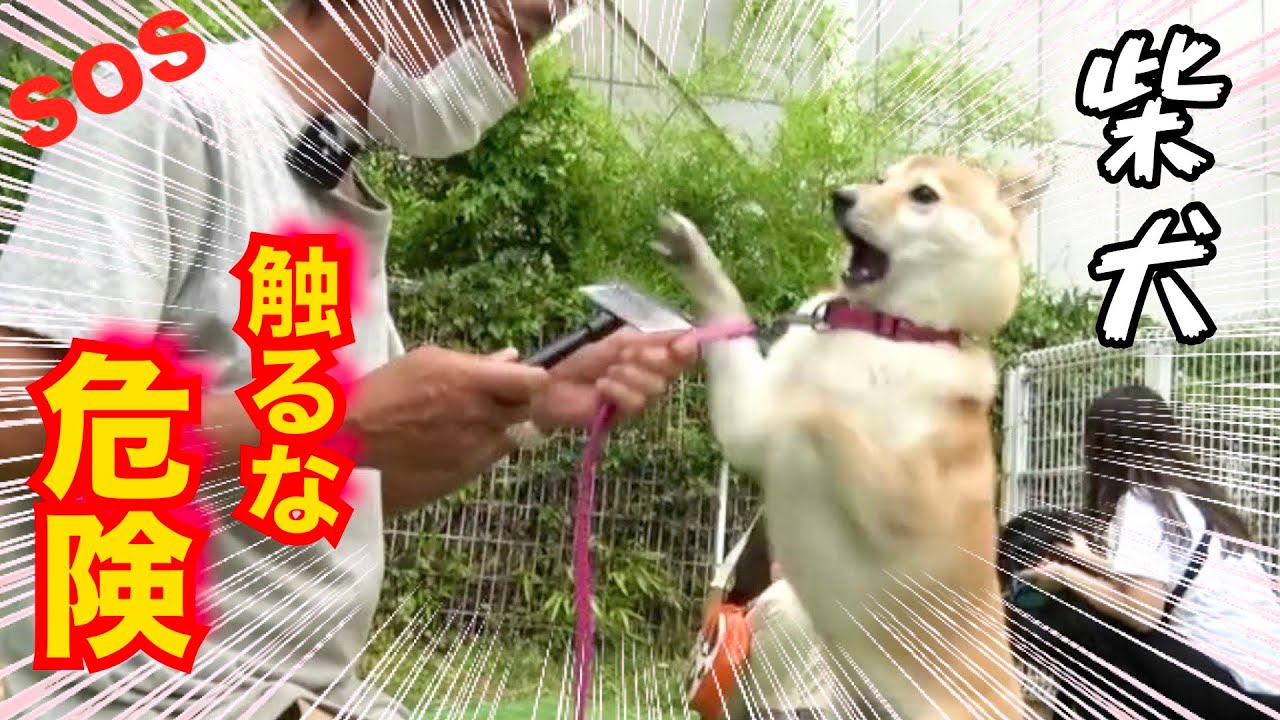⚠️危険⚠️攻撃的な柴犬の改善方法‼️ 総集編