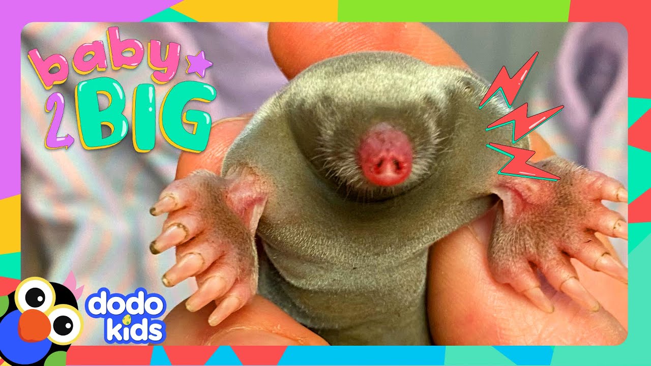 Cute Baby Mole Can't Figure Out What Her HUGE Feet Are For! | Dodo Kids | Baby 2 Big