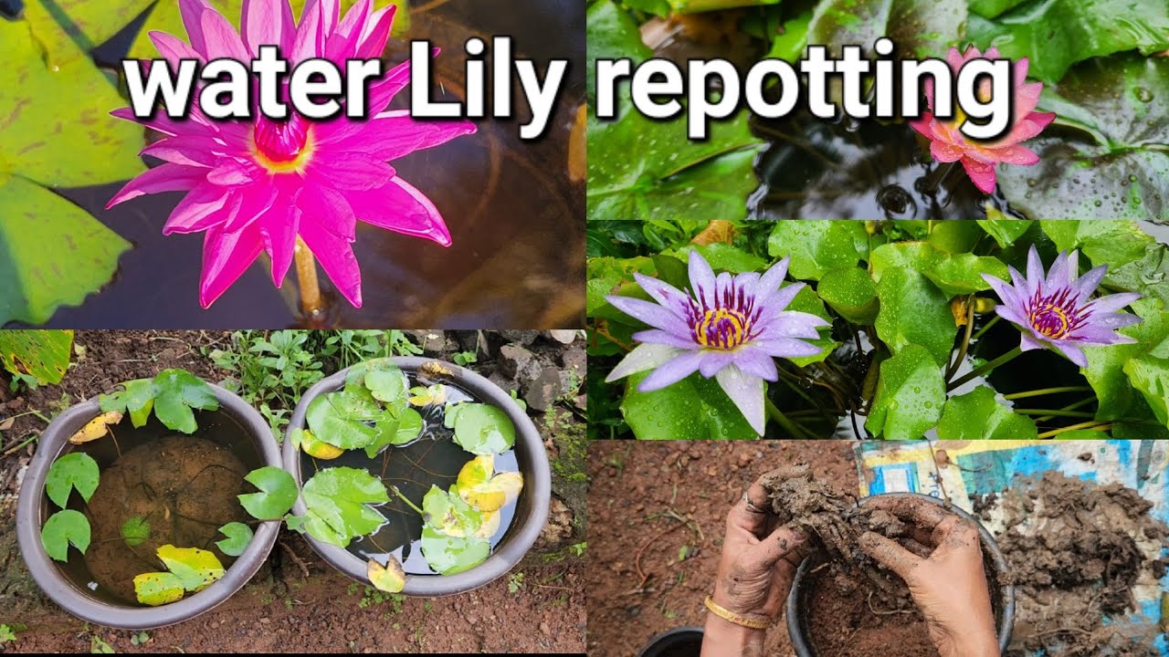 ആമ്പൽ repotting|ആമ്പൽ തൈകൾ ഉണ്ടാക്കാം |waterlilly repotting