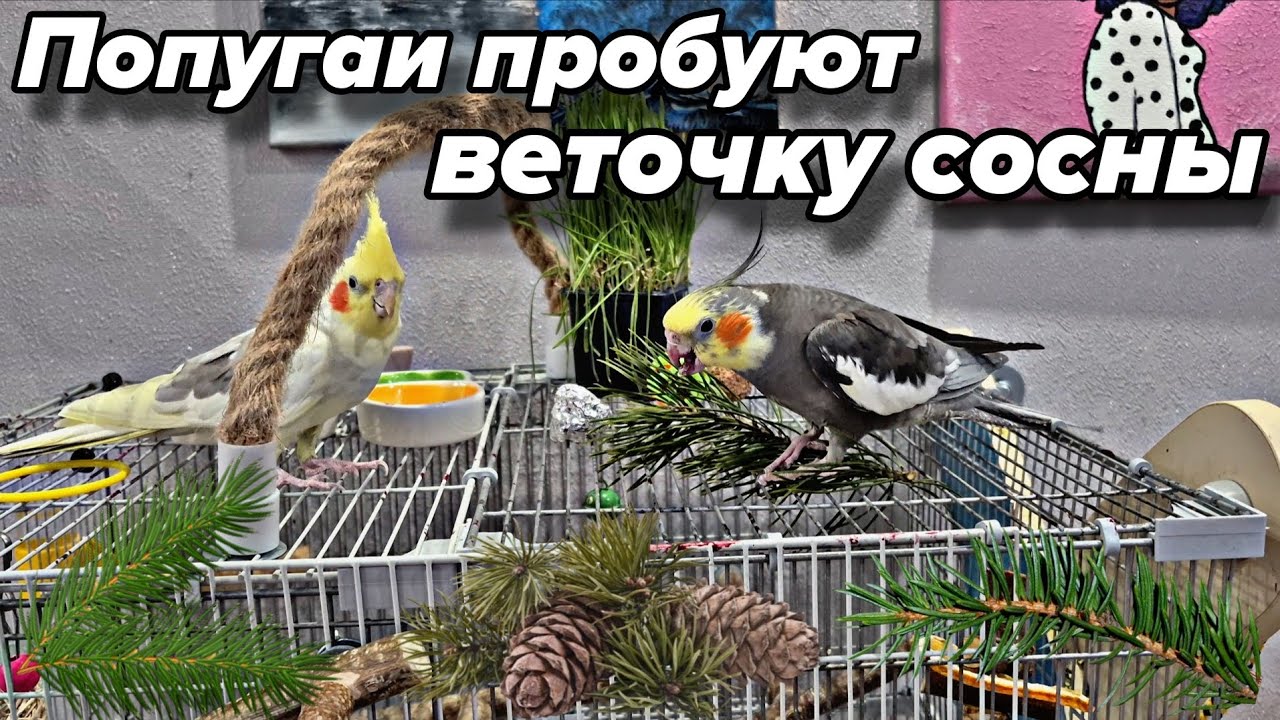 Попугаи корелла пробуют веточку сосны