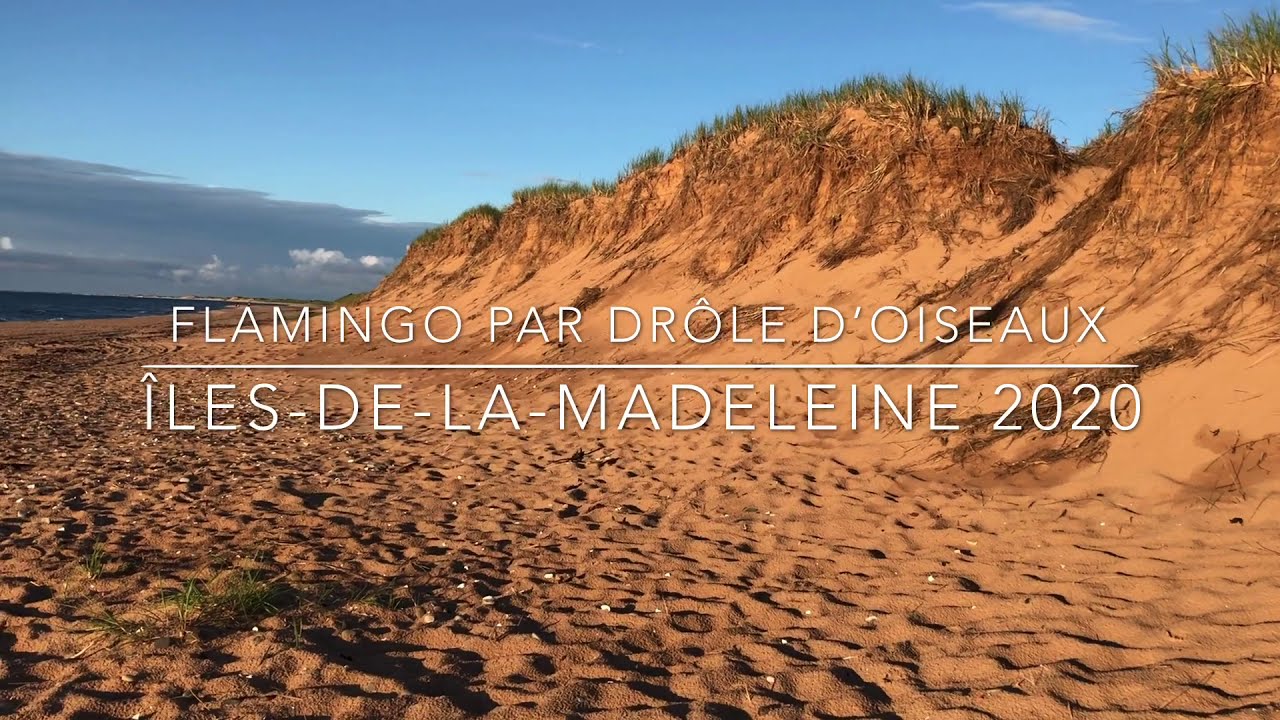 Flamingo par Drole d'Oiseau aux iles-de-la-madeleine 2020