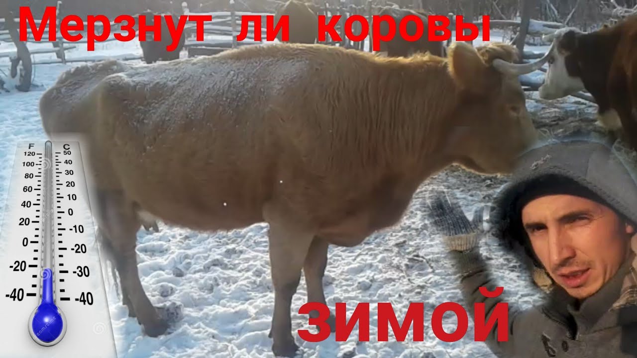Мерзнут ли коровы зимой?