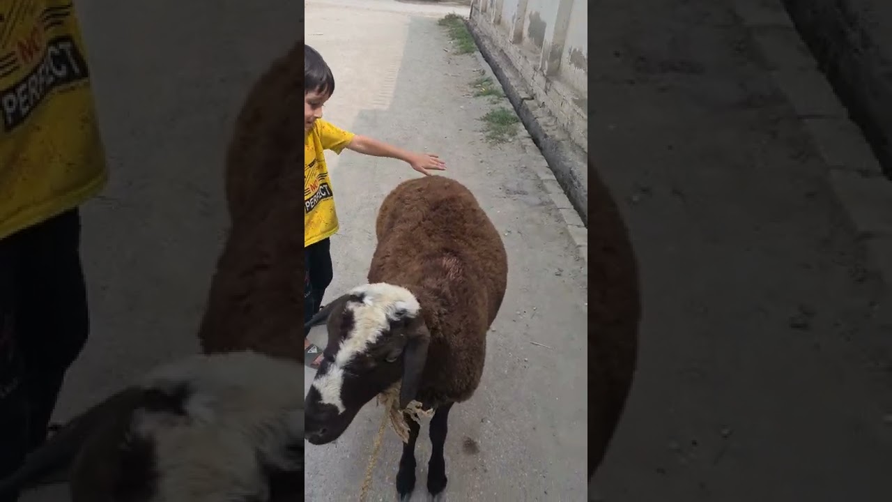 Eid ul Adha Mubarak 2022 | Bakra Eid - #shorts