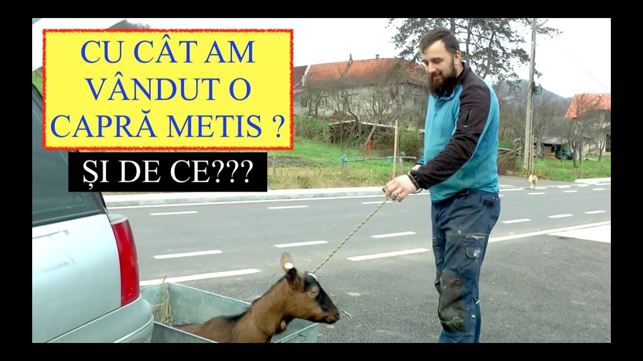 CU CÂT AM VÂNDUT O CAPRĂ METIS DIN GOSPODĂRIA NOASTRĂ? DE CE AM VÂNDUT-O?? #OrășeanLaȚară!