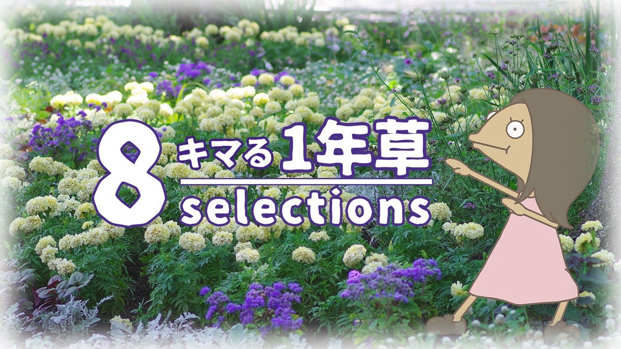 【お洒落な1年草8選】ちゃんと理由があってお気に入り🔰