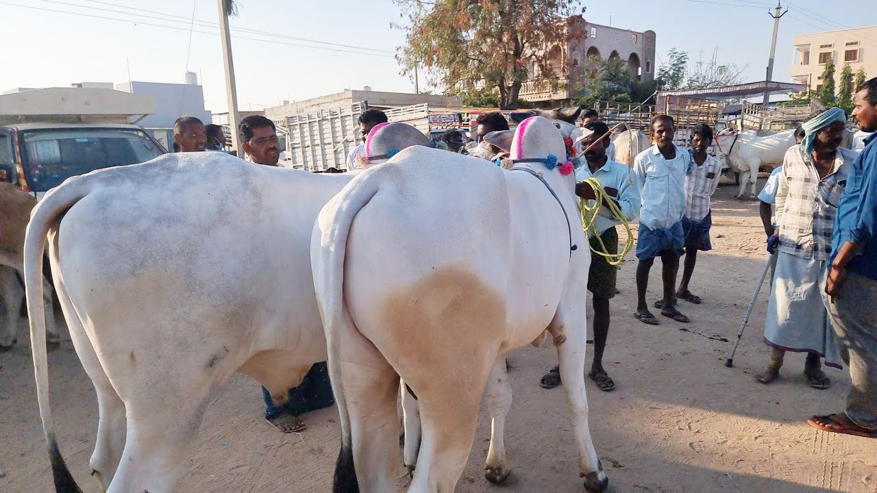 పెబ్బేరు సంతలో సేద్యపు కోడెల రేట్లు-pebbair bull market-pebbair cattle market-pebbair market-pebbair