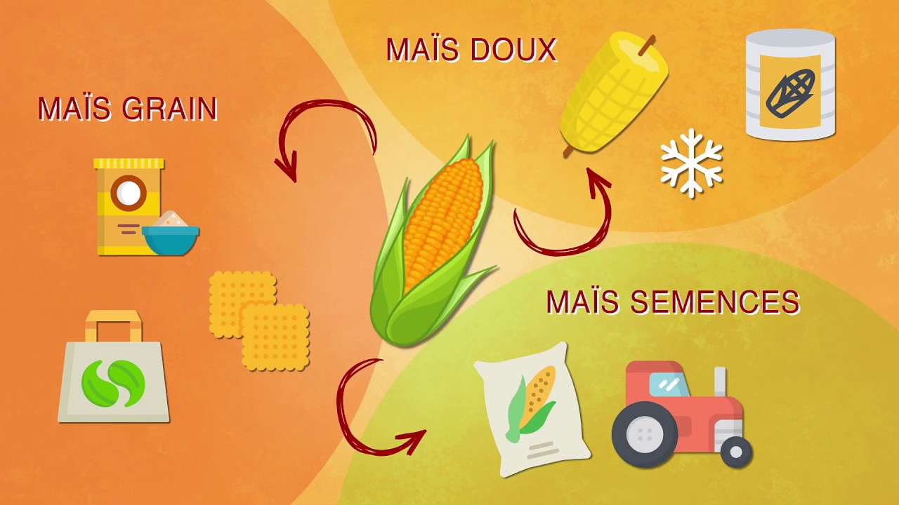 Tout savoir sur le maïs en France