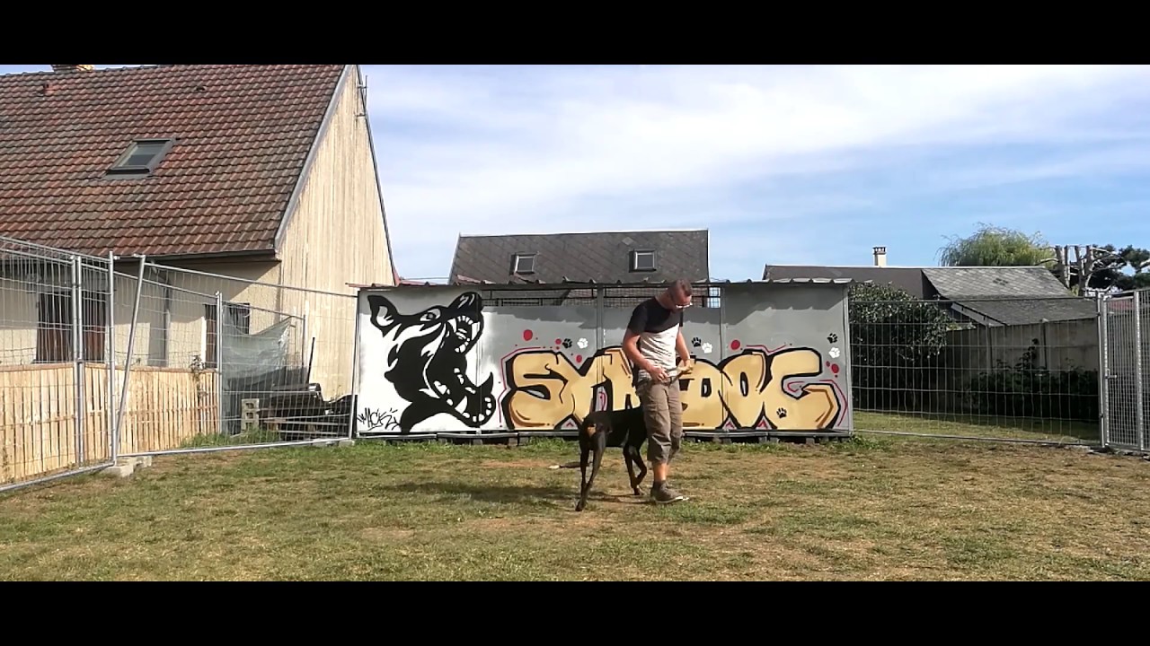 SYM DOG OISE / OBEISSANCE DOBERMAN