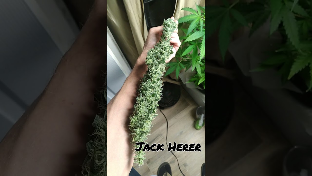 My Jack Herer plant