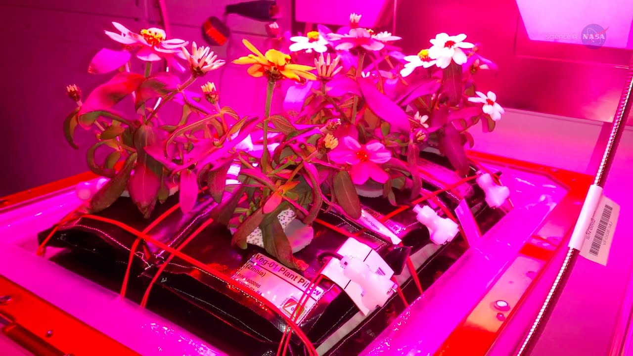 Astronauts Are Growing Lettuce, Flowers in Space | Video