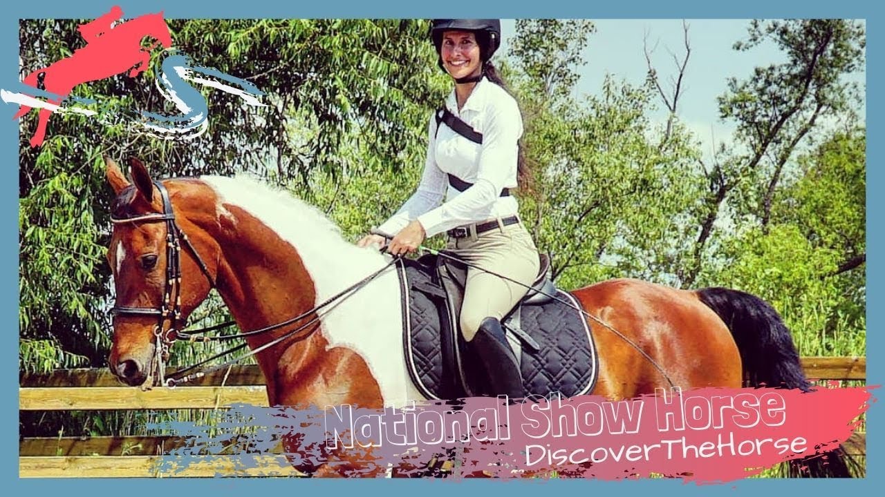 Riding a World Champion National Show Horse | DiscoverTheHorse [Episode #48]