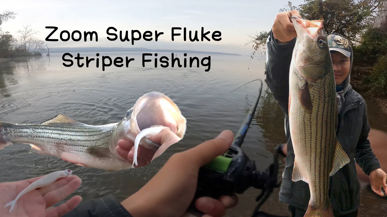 Zoom Super Fluke Striper Fishing ｜ Potomac River Striper Fishing ▏River Striped Bass Fishing