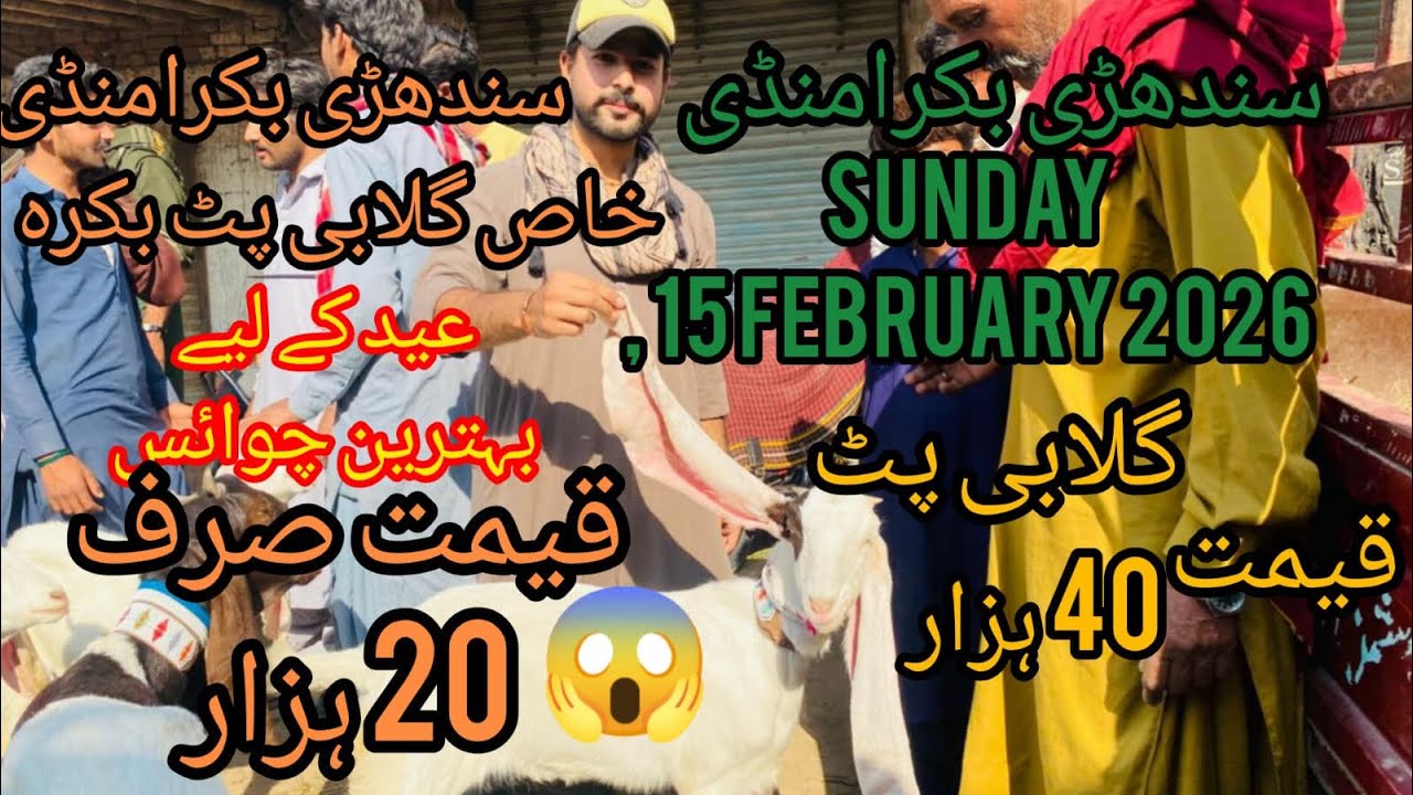 Sindhri Bakra Manndi Latest Update 15 February 2026😱| Bakra mandi 2026🥰