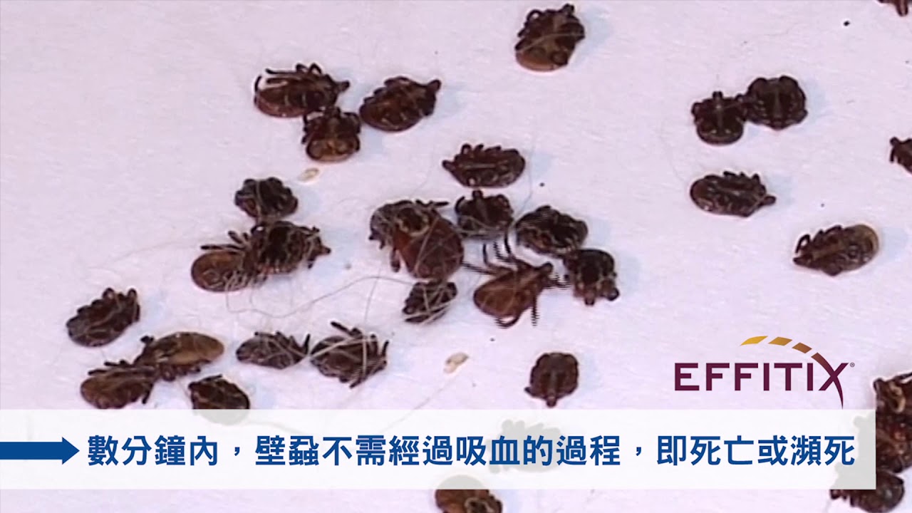 去去壁蝨走！擺脫親自拔除壁蝨的可怕陰影