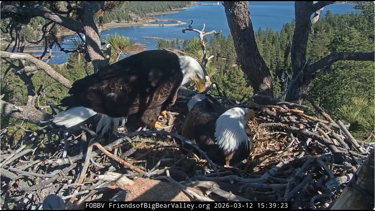 Jackie is chasing a raven, immature / juvenile 12.03.2026