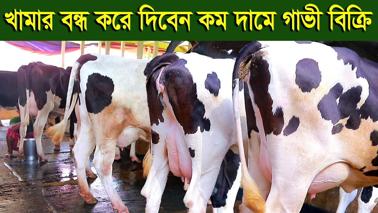 খামার বন্ধ করে দিবেন কম দামে চারটি গাভী দিয়ে দিবেন dairy farm