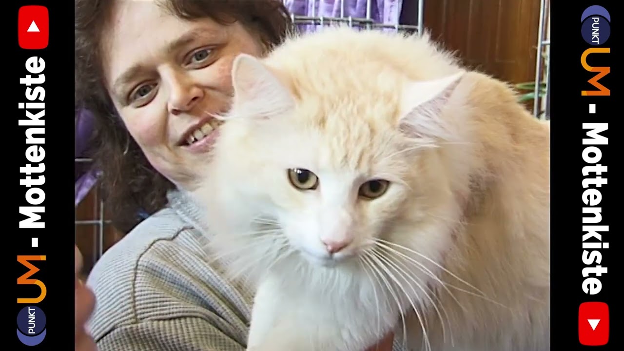 PUNKTum-Mottenkiste 1998: Catzila - eine Katzenausstellung in Hettstedt
