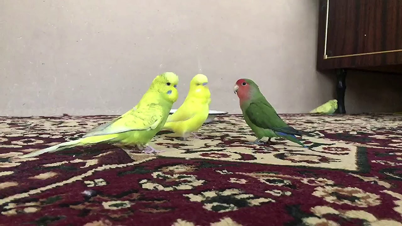 TUTI QUSHLAR (QULDA URGATILGANI)
