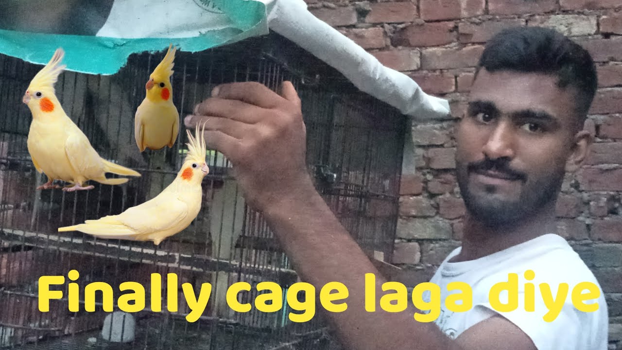 Finally cage fir se laga diye.parrots Cages change