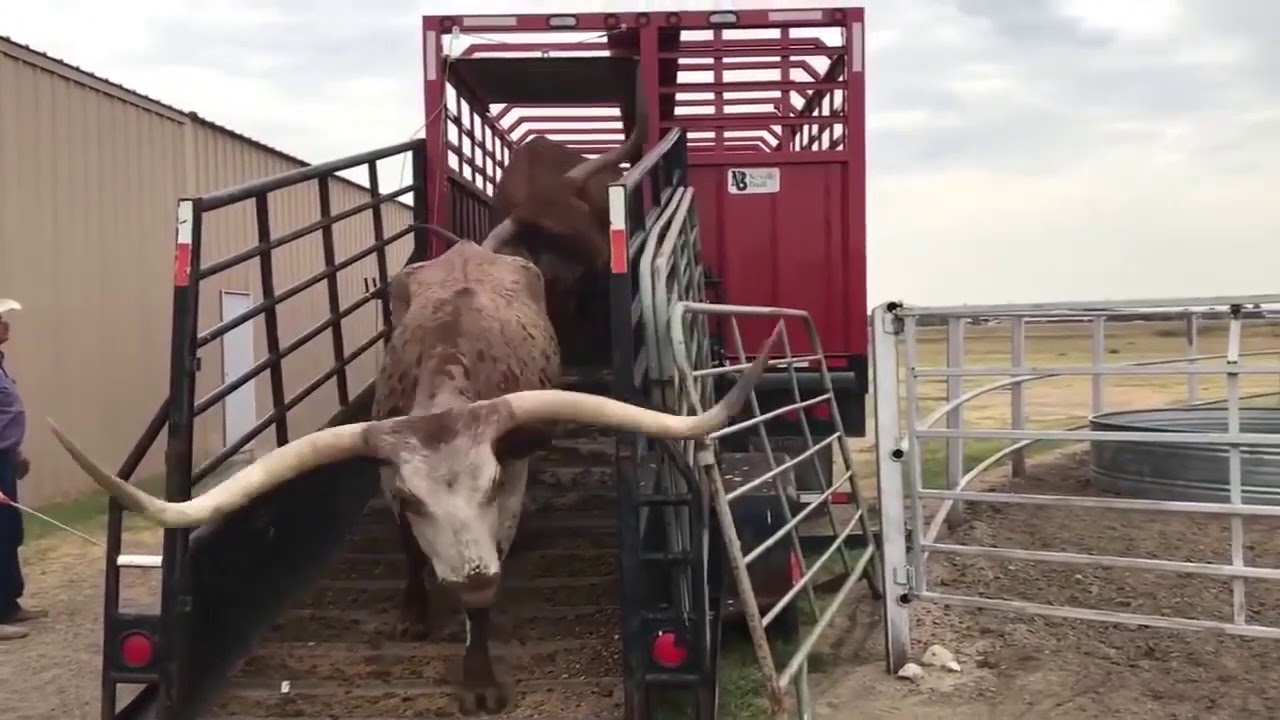 ASMR Texas Longhorn Cattle Unloading from Stock Trailer Cow Farm Cowboy Rural Small Town Cows Bulls