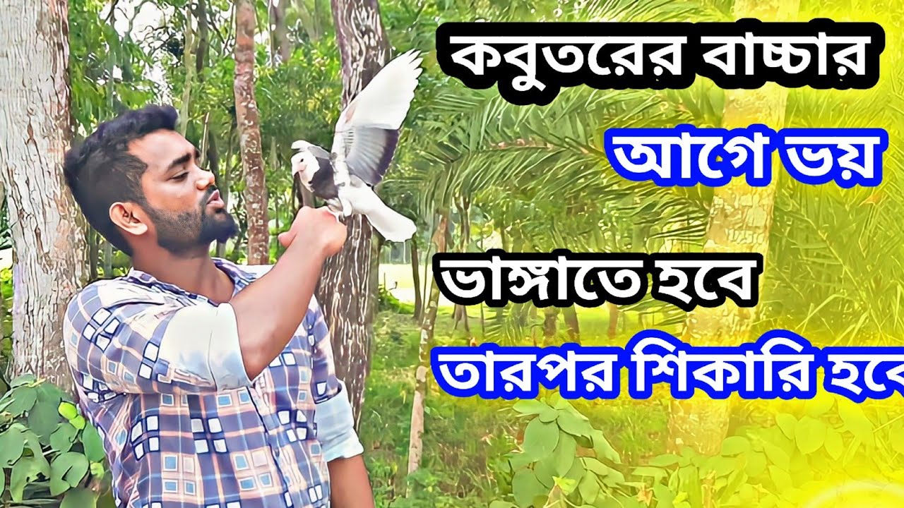কবুতরের বাচ্চা শিকারি করতে হলে এই ট্রেনিং টা ব্যবহার করতে হবে আগে তার ভয় ভাঙতে হবে ❤️❤️💯💯🥰🥰🕊️🕊️