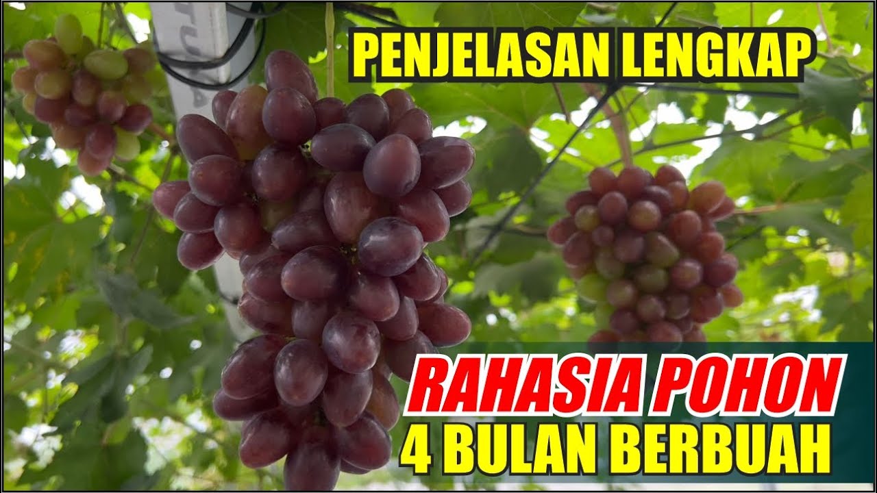 RAHASIA POHON 4 BULAN BERBUAH