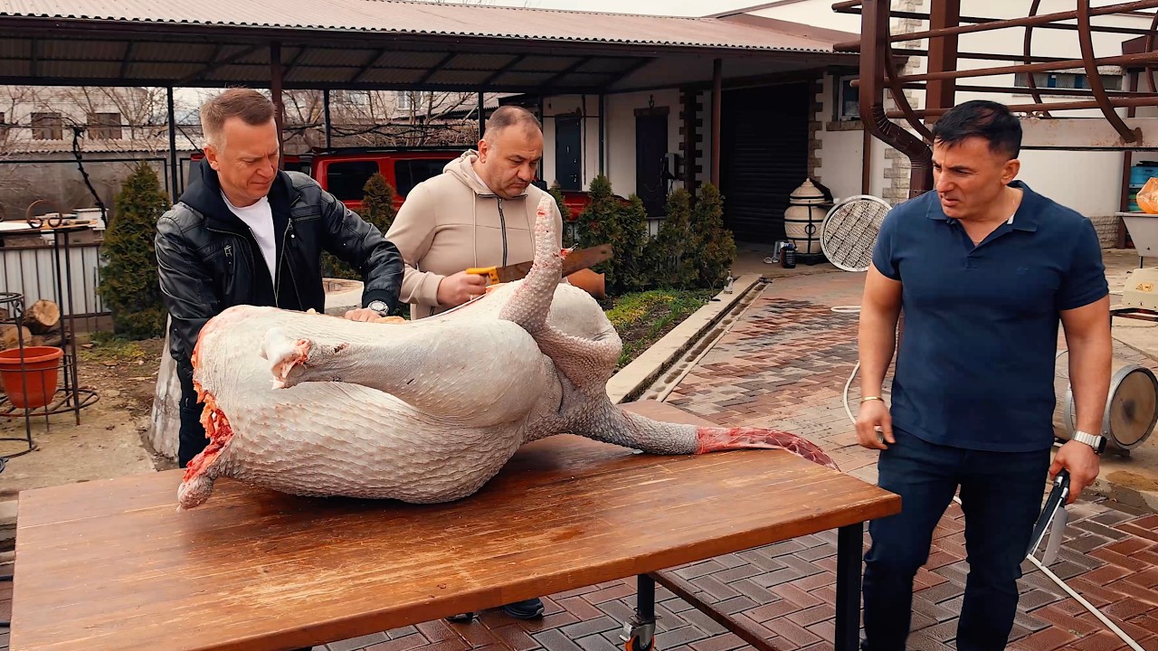 SIX OSTRICH DISHES.