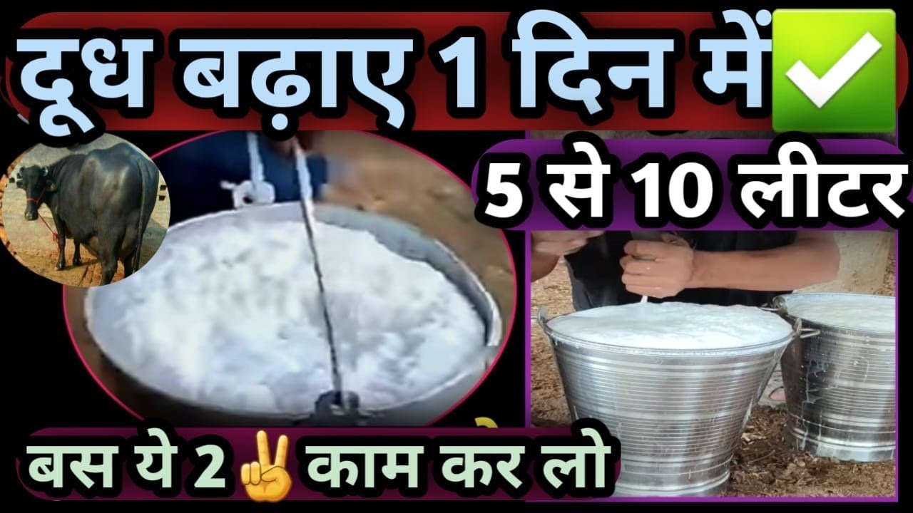 दूध बढ़ाए 1 दिन में 5 से 10 लीटर बस ये 2✌️काम कर लो Dudh Badaye 5se 10liter Cow Buffalo ka