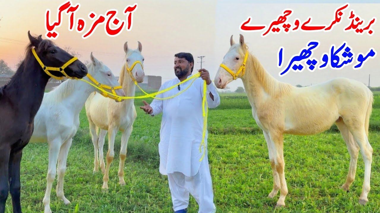 Desi Nukra Horse & Nukra Wachera For Sale 🐎 2026 | Desi Horse Farm | Horse Sale In Punjab