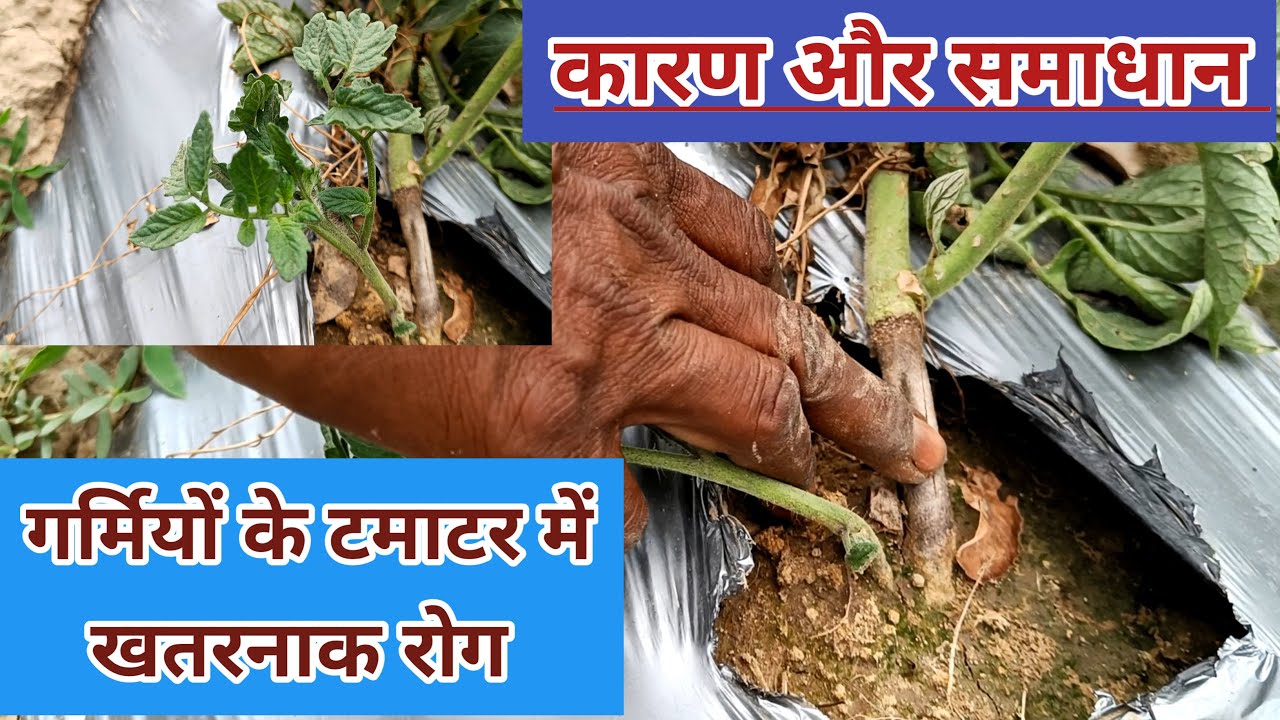 #tamatar #tomato #farming #टमाटर में कालर रोड,काला धब्बा, पौधे का सूखना, मरना,सरल इलाज ...