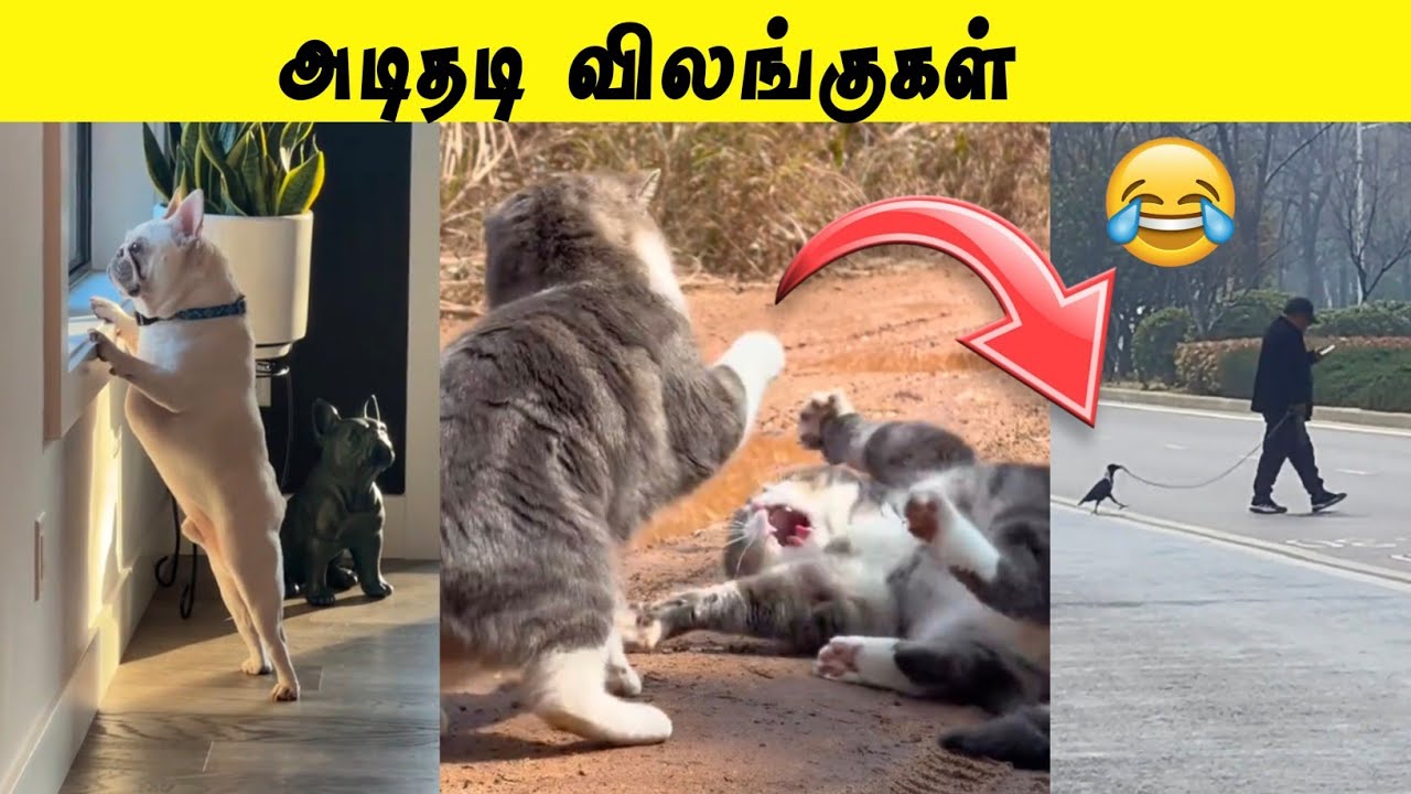 என்ன காக்காவை கயிறு கட்டி Walking கூட்டிட்டு போறாங்க😂 | என்ன அடி 🤣