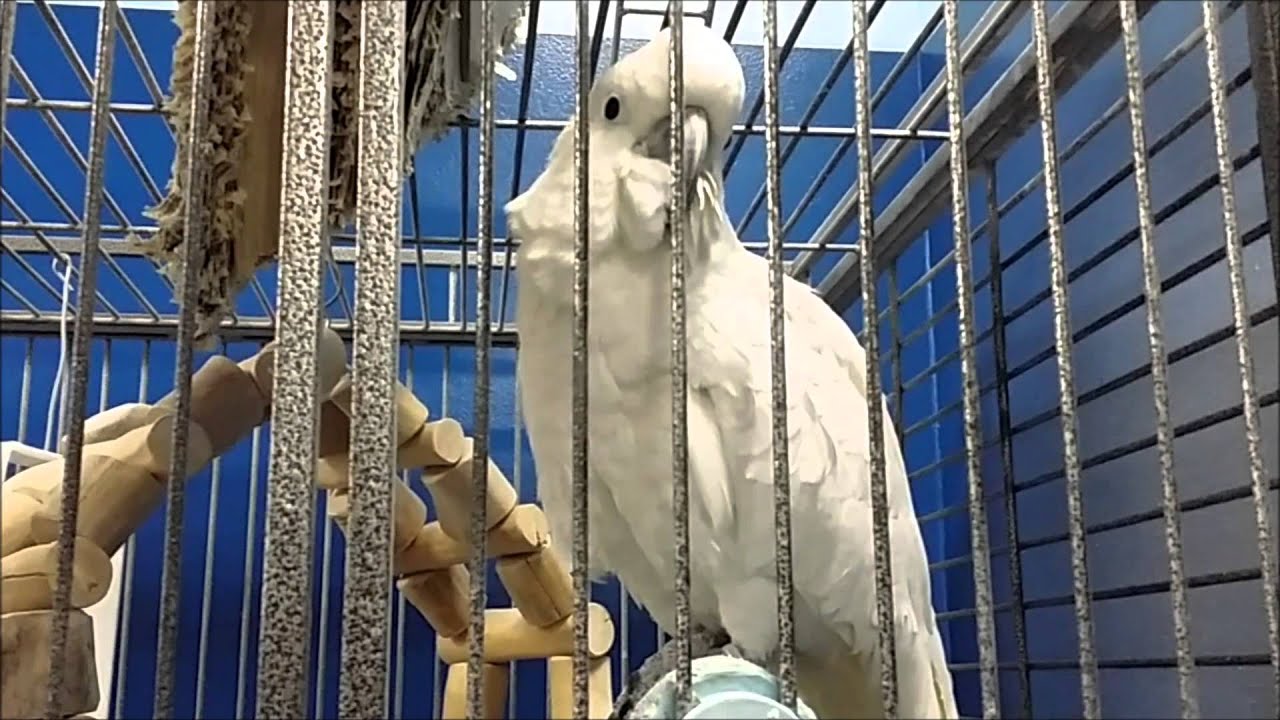 White Cockatoo says hello 'BUDGIE WHISPERER'