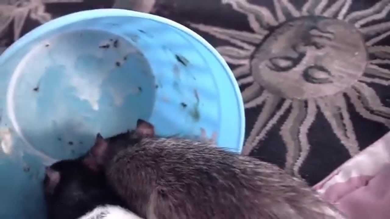 Rats and Ice Cream